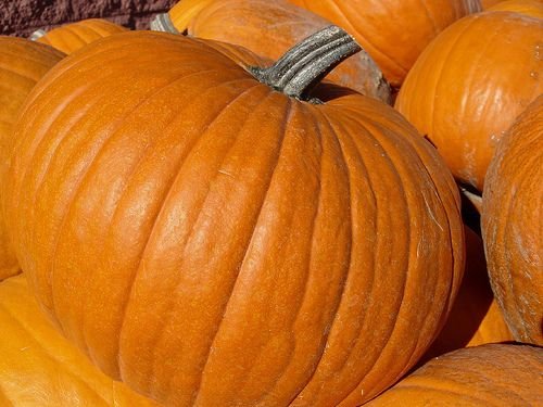Фактура тыквы