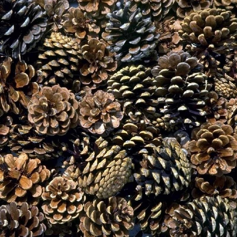 Много шишек