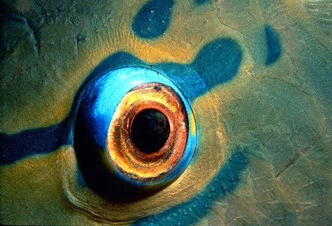 Глаза рыбки