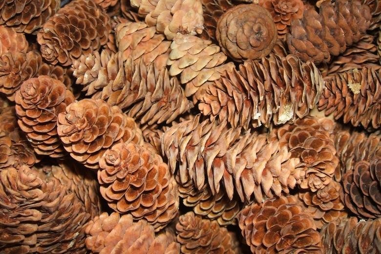 Текстура шишки