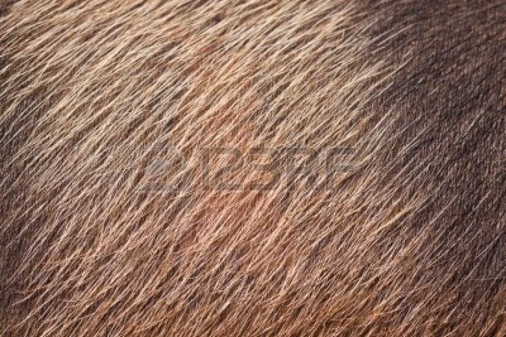 Свиная щетина