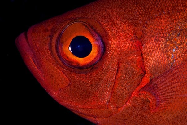 Рыбка с красными глазами