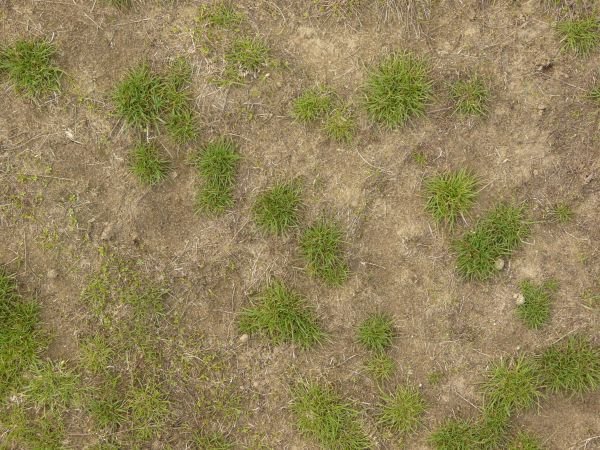 Текстура травы