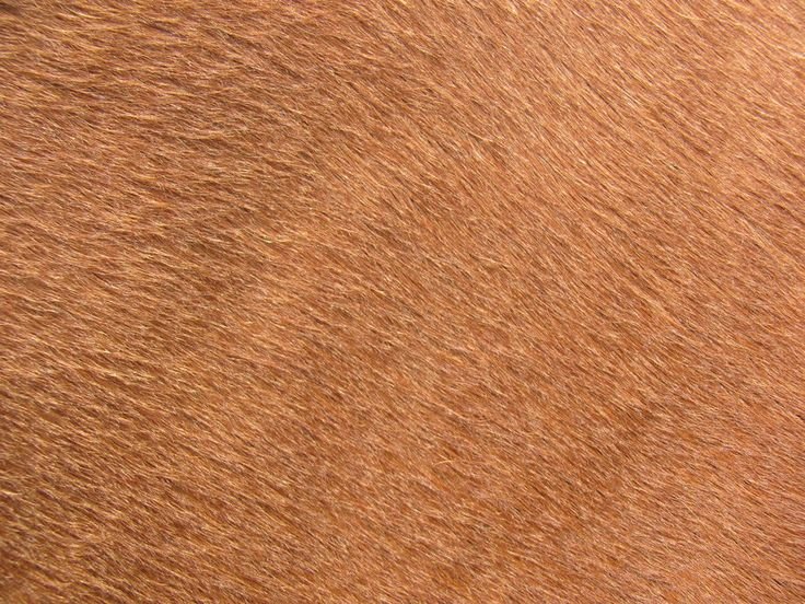 Текстура лошадиной кожи