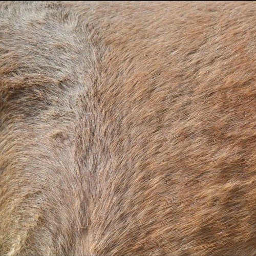 Текстура лошадиной шерсти