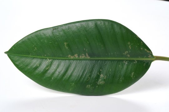 Лист фикуса