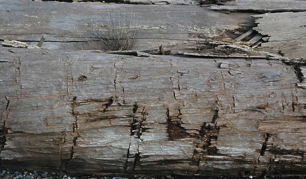 Текстура прогнившего дерева