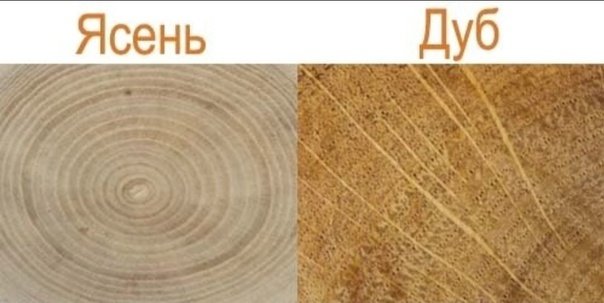 Структура дерева дуб и ясень