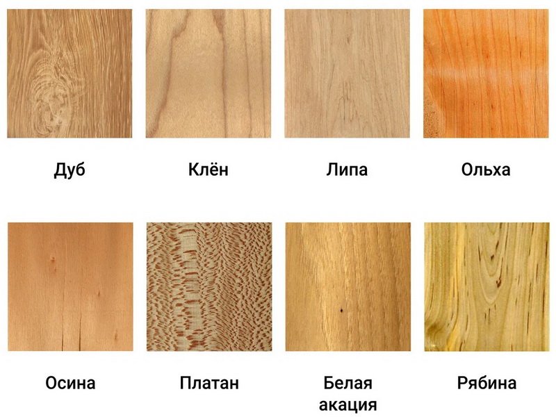 Ольха структура древесины