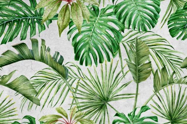 Золотой папоротник монстера