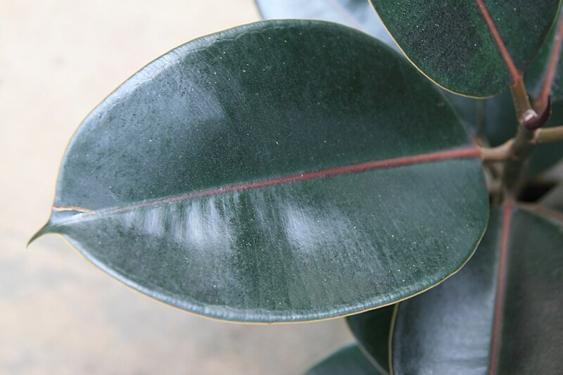 Фикус elastica robusta