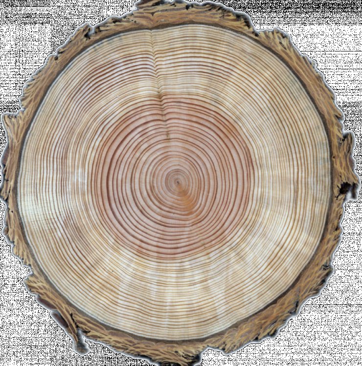 Сибирская лиственница годичные кольца