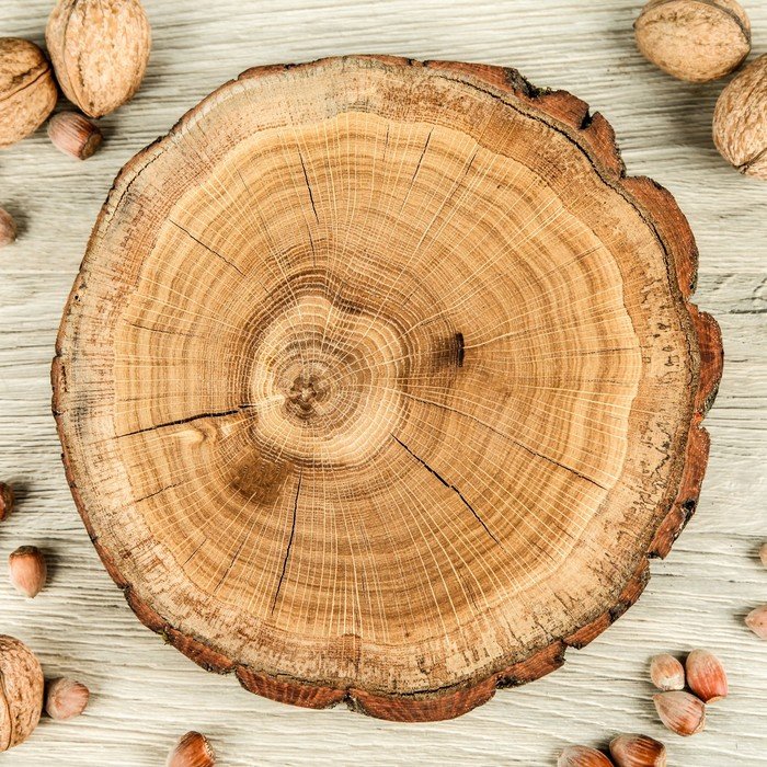 Срез дерева