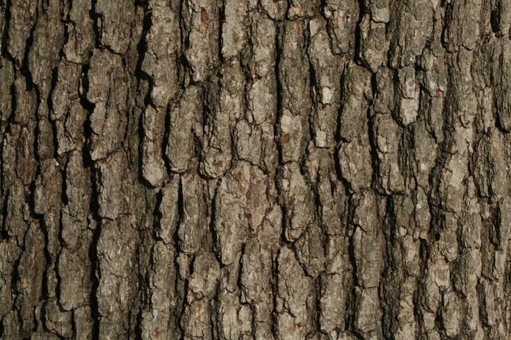 Текстура коры дерева