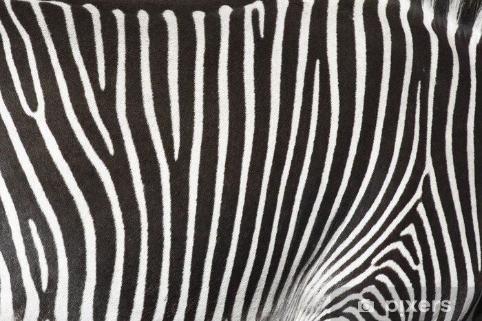 Кожа зебры