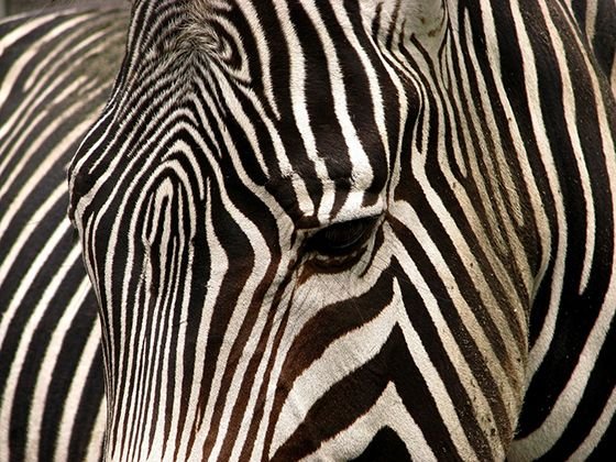 Зебра паттерн
