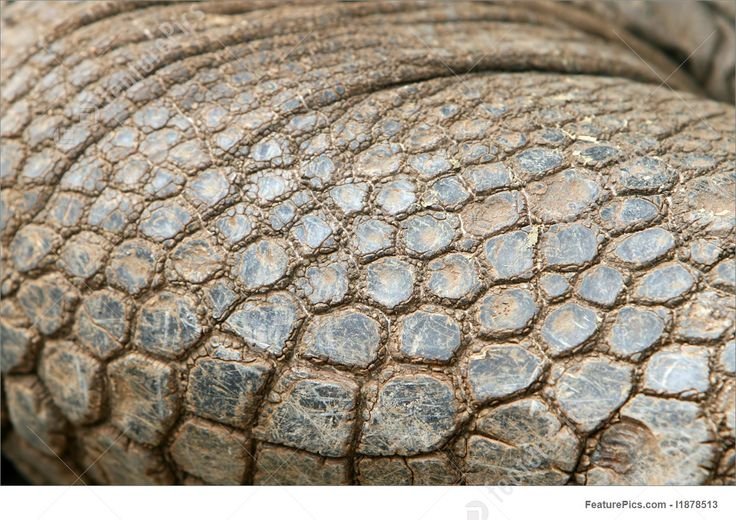 Черепашья чешуя