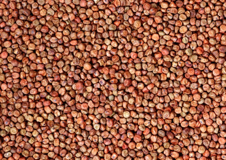 Гречка текстура