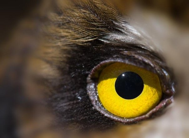 Цвет глаз у Совы