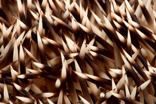 Иглы текстура