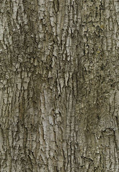 Кора дерева