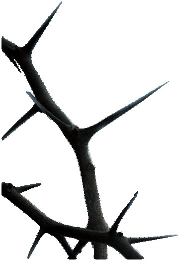 Колючки текстура