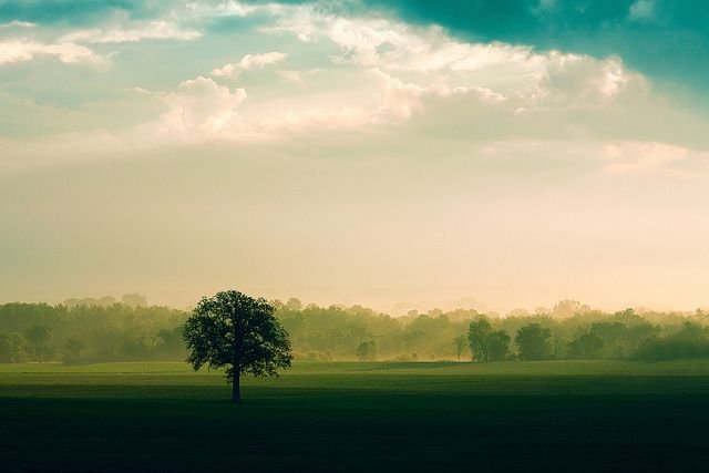 Деревья на горизонте