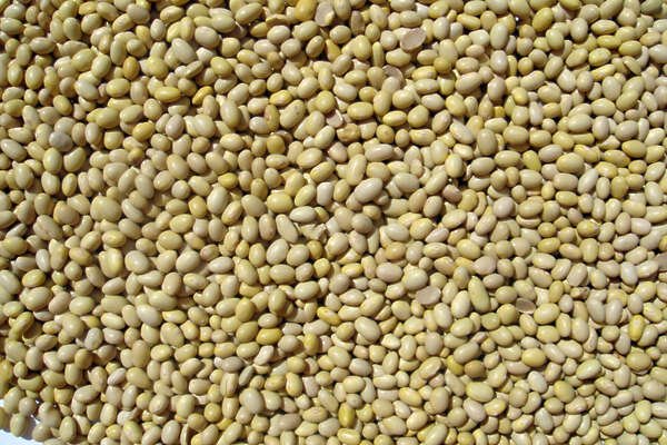 Текстура горох крупа