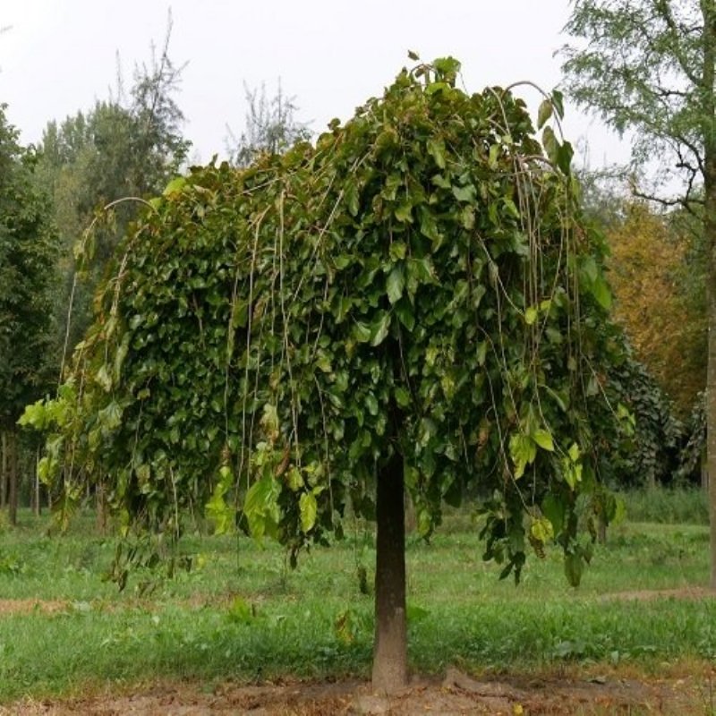 Шелковица плакучая Пендула