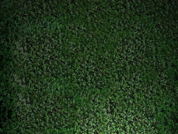 Текстура травы