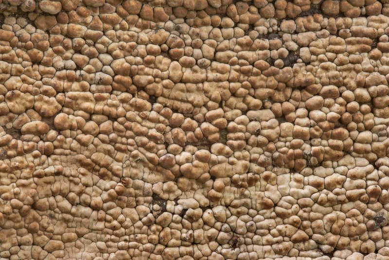 Текстура грибов