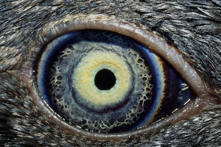 Необычные глаза животных