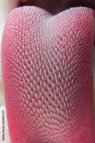 Кошачий язык под микроскопом