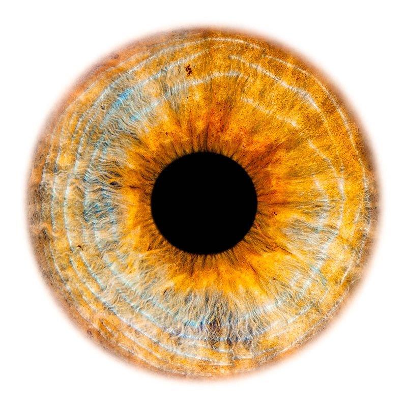 Радужка и зрачок