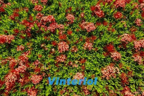 Текстура куста