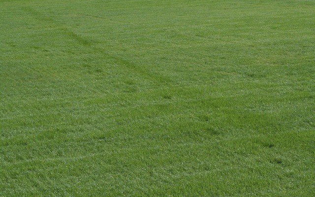 Газон текстура