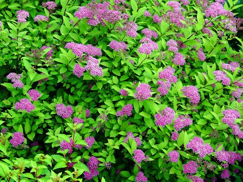 Спирея сиренецветная