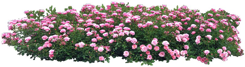 Роза почвопокровная Гарден