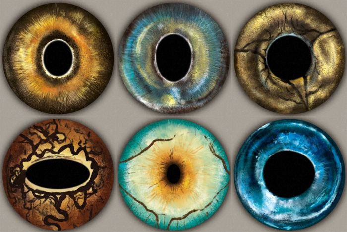 Радужки глаз животных