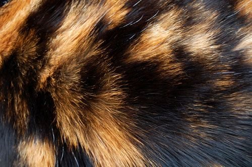 Кошачий мех