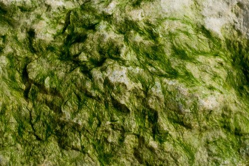 Текстура Болотной воды