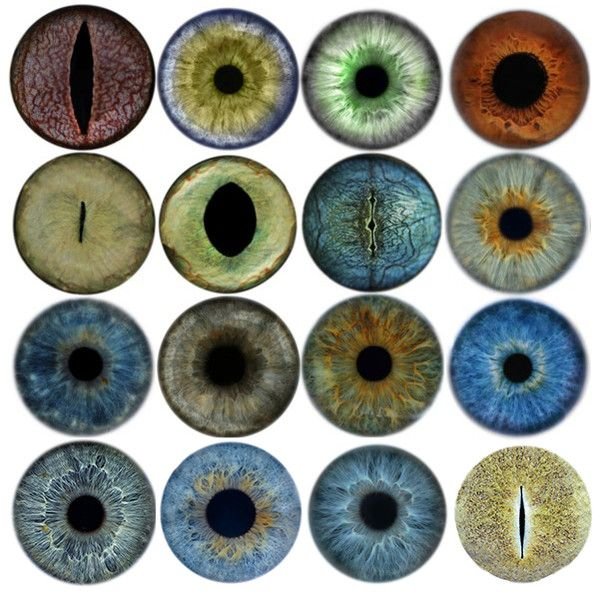 Радужки глаз для игрушек