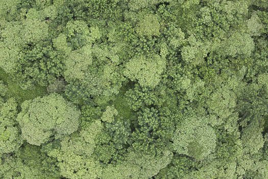 Лес вид сверху