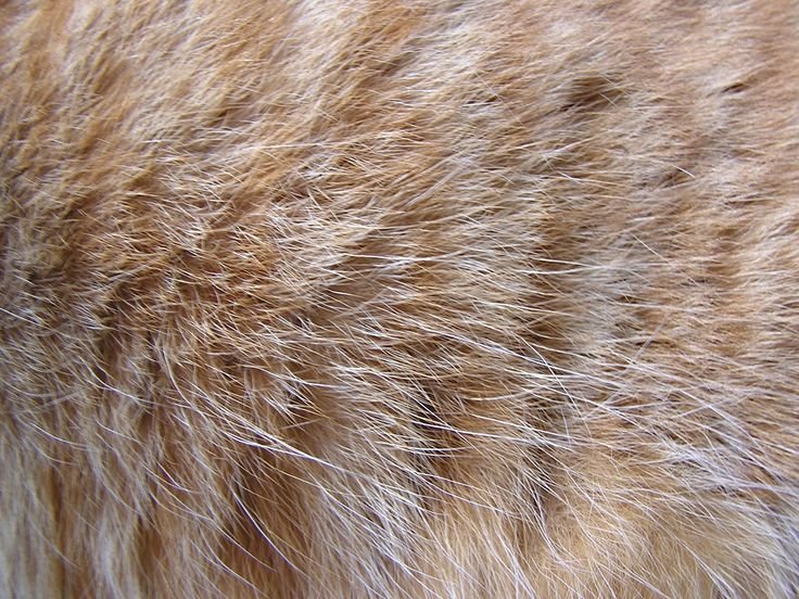 Кошачья шерсть