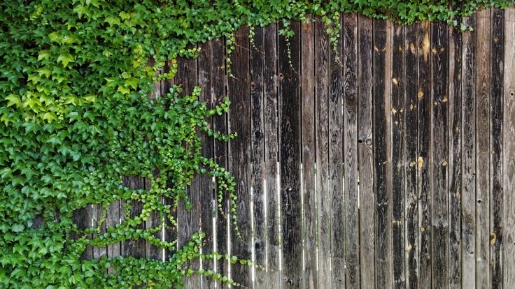 Деревянный забор