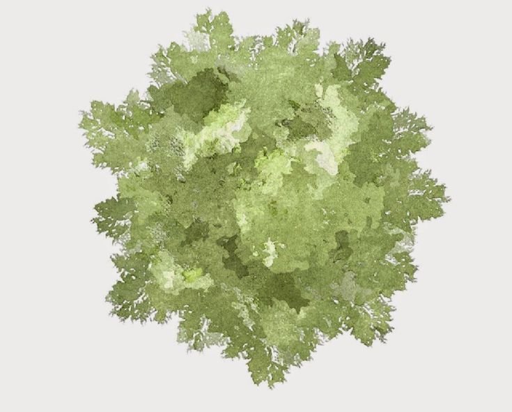 Деревья вид сверху