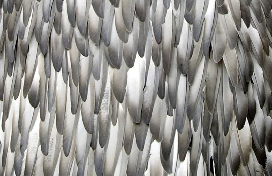 Перья текстура