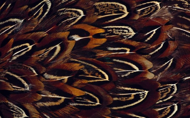 Красивые перья птиц