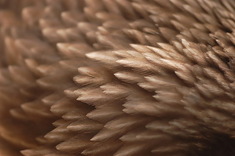 Фактура перьев