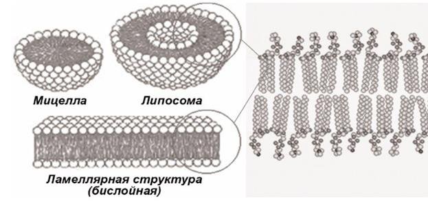 Ламеллярная структура